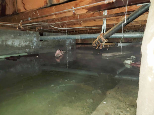 Best Mold removal after water damage  in Red Oaks Mill, NY